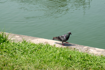 Dove on the lawn