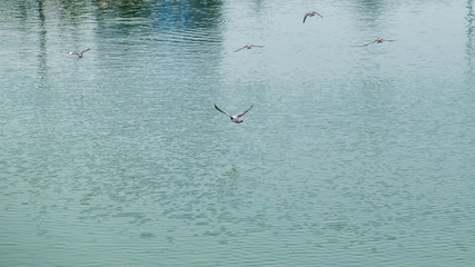 Dove flying on river