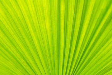 green palm Leaf Texture Background