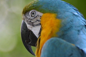 Pappagallo  Ara Ararauna gialloblu