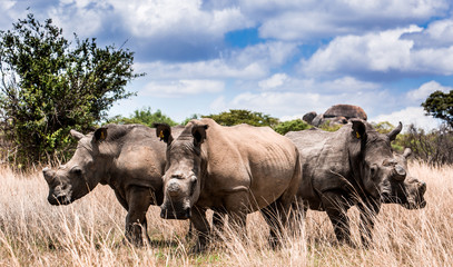 endangered Rhinos