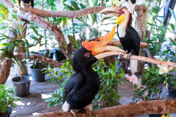  Hornbill bird