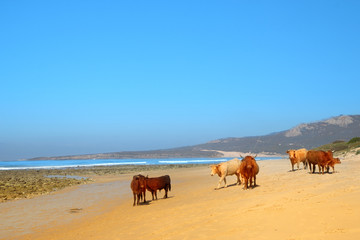 The herd of cows, bulls and calves sunbathes on the sunny beach of Atlantic ocean. Andalusia, Spain. 