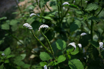 Alacransillo, Eye Bright, Indian Heliotrope, Indian Turnsole, Turnsole, Heliotropium indicum