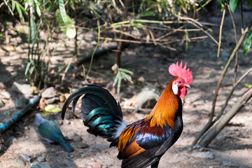 chicken in forest