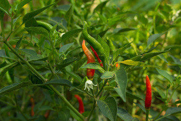 Chilli seeds on chilli peppers have green leaves in the garden.