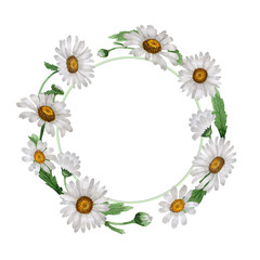 Fototapeta premium Wildflower chamomile flower wreath in a watercolor style isolated.