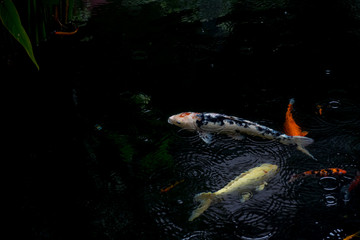 fancy carp or koi fish swimming in The pond when rain drop