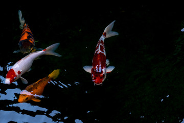 Obraz na płótnie Canvas fancy carp or koi fish swimming in The pond