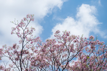 Pink wild Himalayan Cherry flower with bright blue sky and cloud background in sunshine day. Thai sakura blooming summer in Thailand.