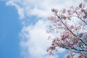 Pink wild Himalayan Cherry flower with bright blue sky and cloud background in sunshine day. Thai sakura blooming summer in Thailand.