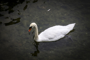 Cisne
