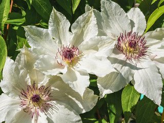 Obraz premium Flowers 2016. Big white Clematis