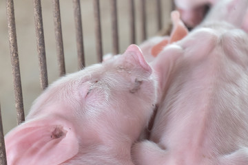 young sleeping pig, Piglet after sucking in shed. Sleep well after eating.