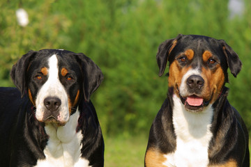 Portrait of Swiss Mountain Dog
