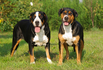 Portrait of Swiss Mountain Dog