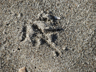 Single footprint of seagull bird on beach sand