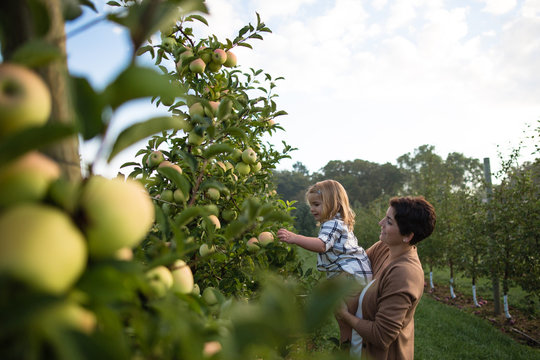 Mother lifting girl to pick apple from tree in orchard
