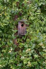 Bird house in honeysuckle