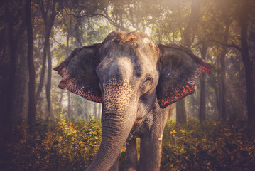 elephants in Chitwan