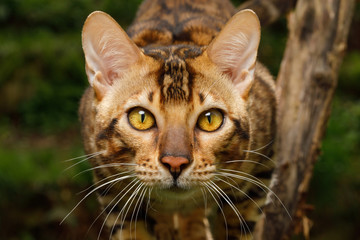 Portrait of Bengal Cat outdoor, Stare in camera on Nature background