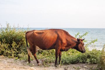 Cow eats a sea weed on a beach in Chiloe National Park, Chile