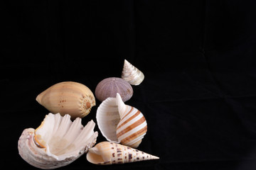 Shells on black backdrop