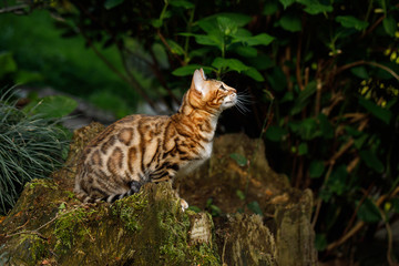 Bengal Cat Hunting outdoor, on Nature green background