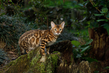 Fototapeta na wymiar Bengal Cat Hunting outdoor, on Nature green background
