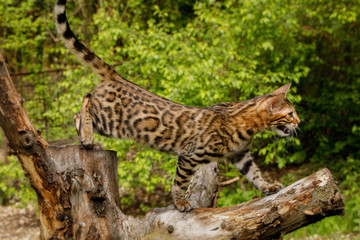 Bengal Cat Hunting outdoor, on branch tree, Nature green background