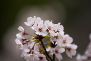満開の桜の木の枝