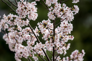 満開の桜の木の枝