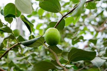 Jujube milk tree