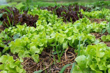 lettuce garden