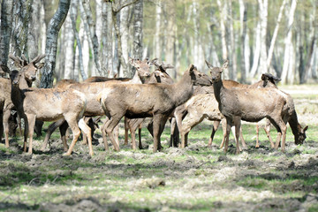 Naklejka na ściany i meble cerfs