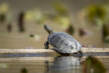 Turtle basks on a log.