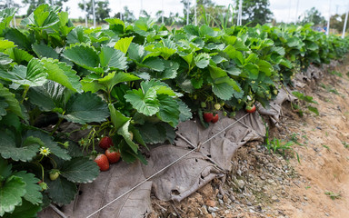 Park's Strawberry
