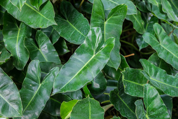 caladium