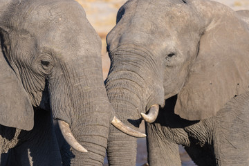 Couple of African Elephant, young and adult, at waterhole. Wildlife Safari in the Chobe National Park, travel destination in Botswana, Africa.