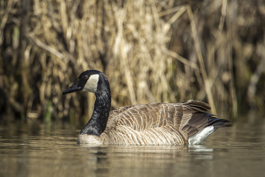 Goose swims in water.