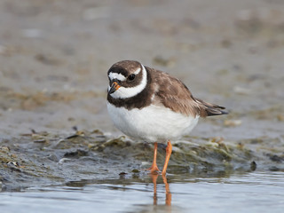 Common ringed plover (Charadrius hiaticula)