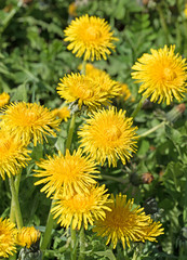 Löwenzahn, Taraxacum