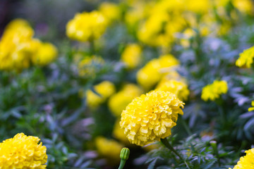 Yellow zinnia elegans flowers in bloom. Natural background