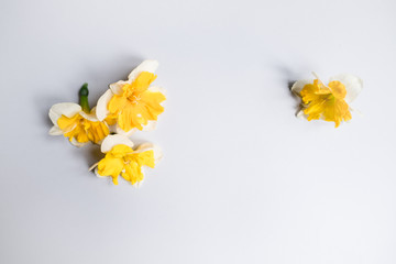 Naklejka na ściany i meble Beautiful daffodil on white background