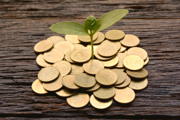 Saving money concept and money coin with tree growing for business