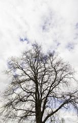 Fototapeta na wymiar Earth tree