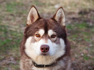 Portrait of a brown husky in the spring