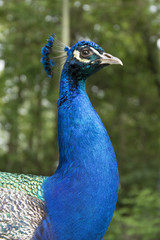 Fototapeta premium Peacock portrait