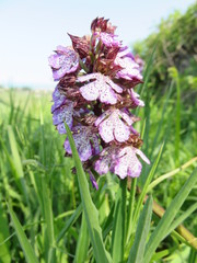 Orchidea Caprina
