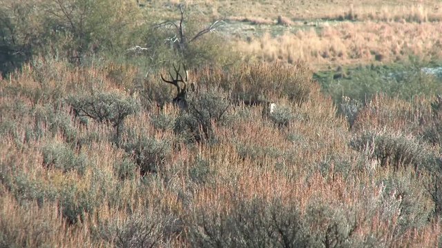 Mule deer moving through the sage brush